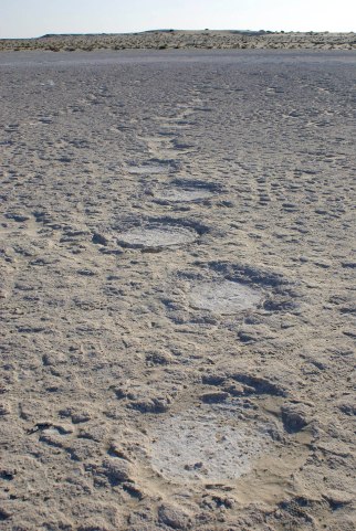 One of a herd of proboscidean (elephant) trackways at the site of Mleisa 1.